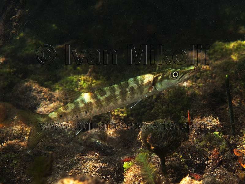 Sphyraenidae